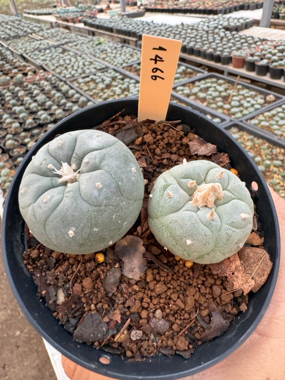 Lophophora williamsii – Peyote Cactus (6–7 cm, Own Root)