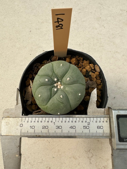 Lophophora williamsii – Peyote Cactus (6–7 cm, Own Root)