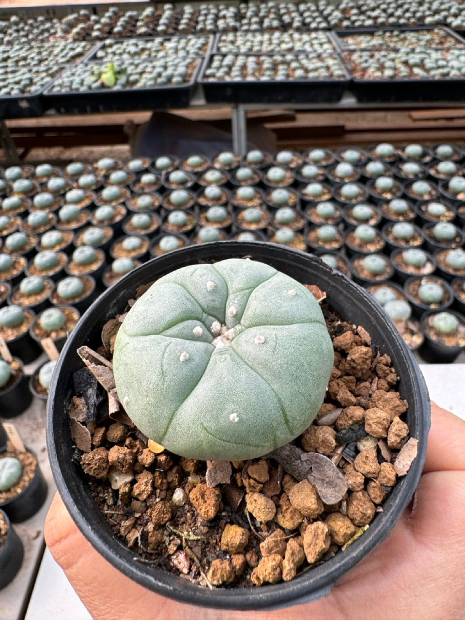 Lophophora williamsii – Peyote Cactus (6–7 cm, Own Root)