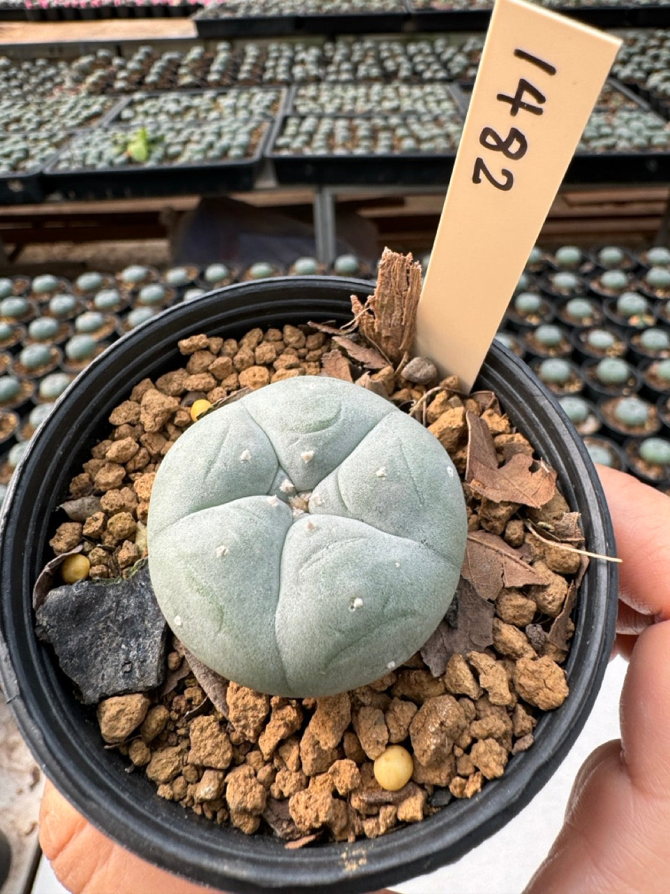 Lophophora williamsii – Peyote Cactus (6–7 cm, Own Root)