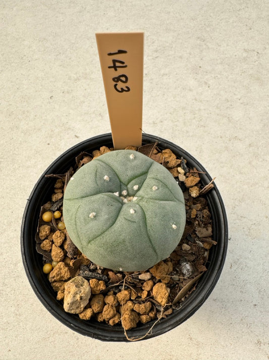 Lophophora williamsii – Peyote Cactus (6–7 cm, Own Root)