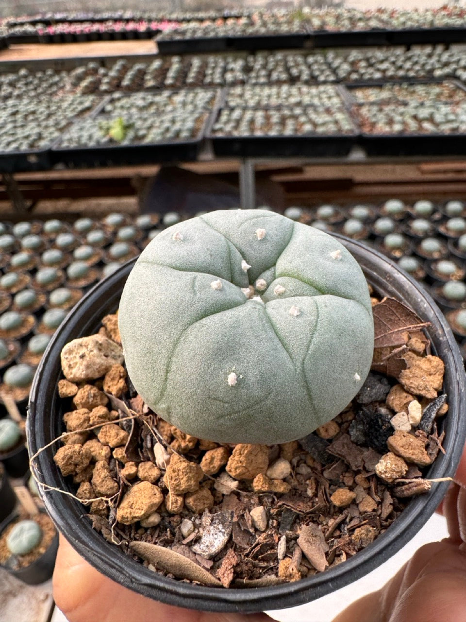 Lophophora williamsii – Peyote Cactus (6–7 cm, Own Root)