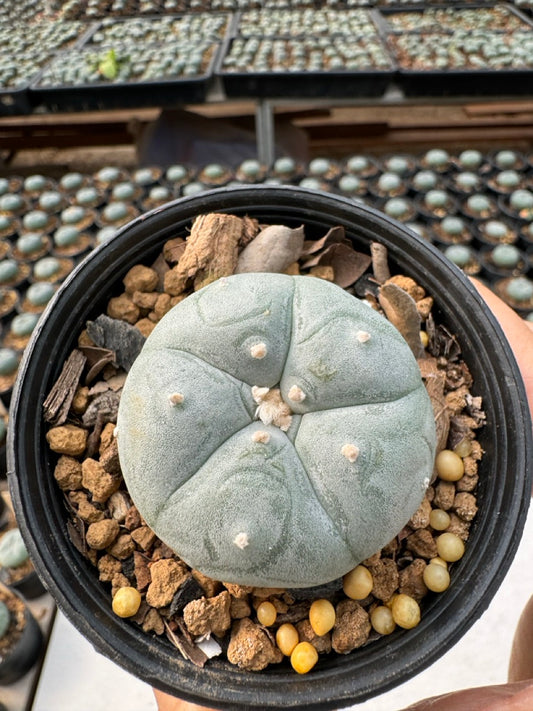 Lophophora williamsii – Peyote Cactus (6–7 cm, Own Root)