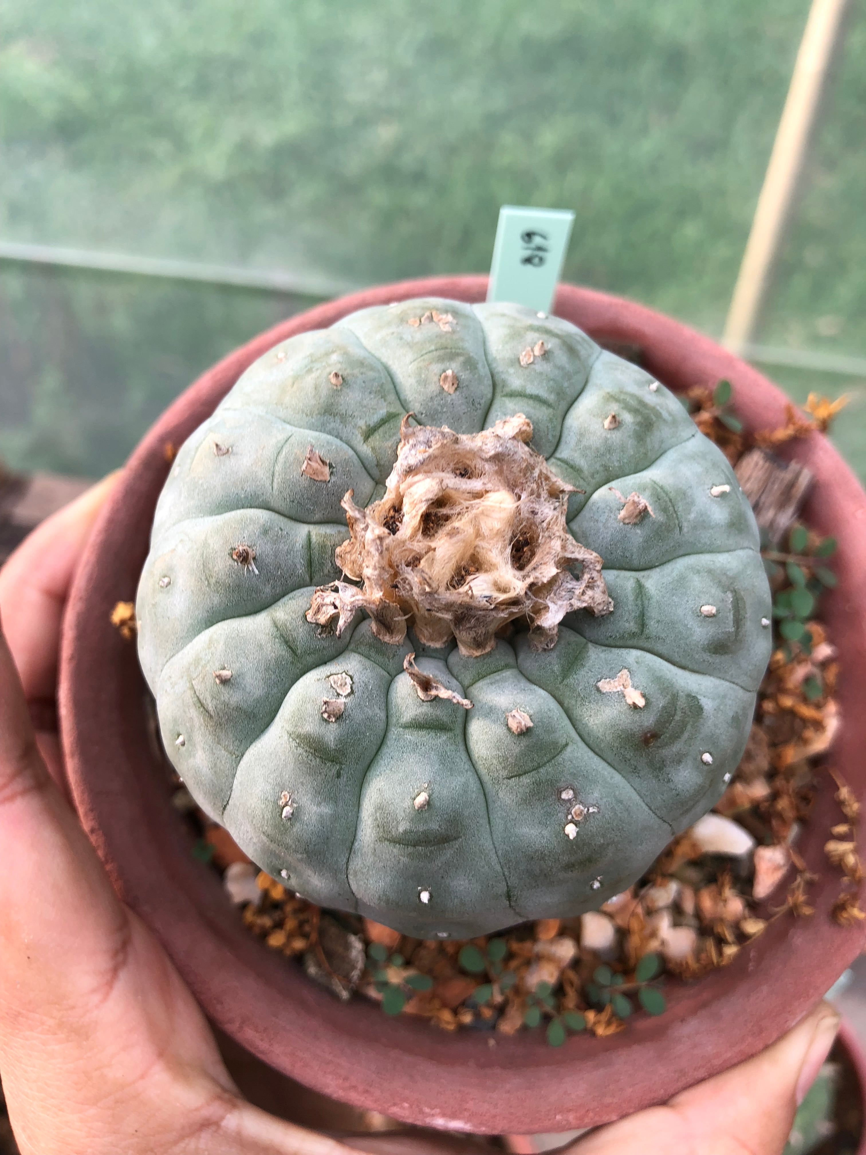 How to Grow Lophophora (Peyote) from Seed  A Beginner's Guide   sandbridgefarm