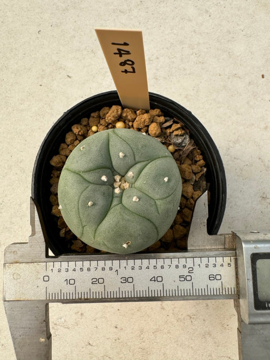 Lophophora williamsii – Peyote Cactus (6–7 cm, Own Root)