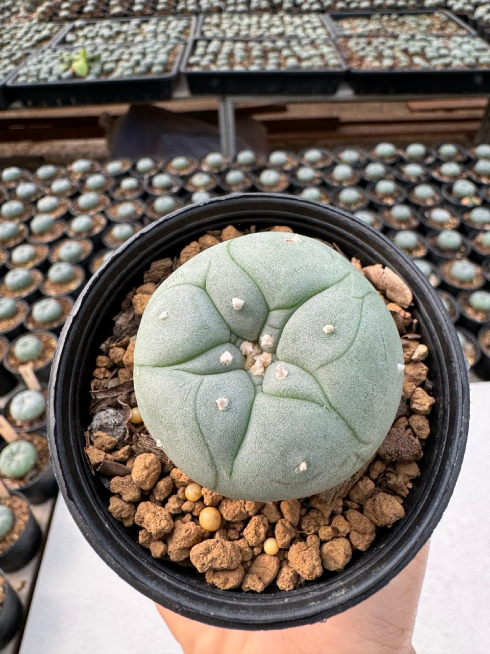 Lophophora williamsii – Peyote Cactus (6–7 cm, Own Root)