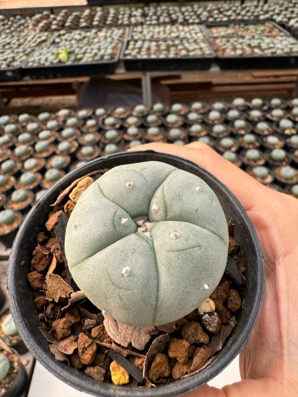 Lophophora williamsii – Peyote Cactus (6–7 cm, Own Root)