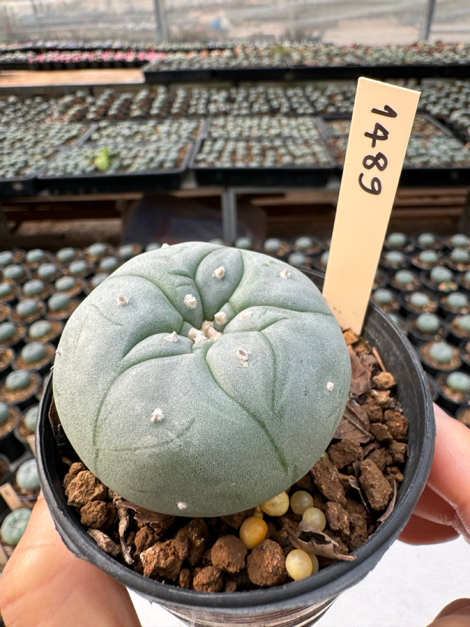 Lophophora williamsii – Peyote Cactus (6–7 cm, Own Root)