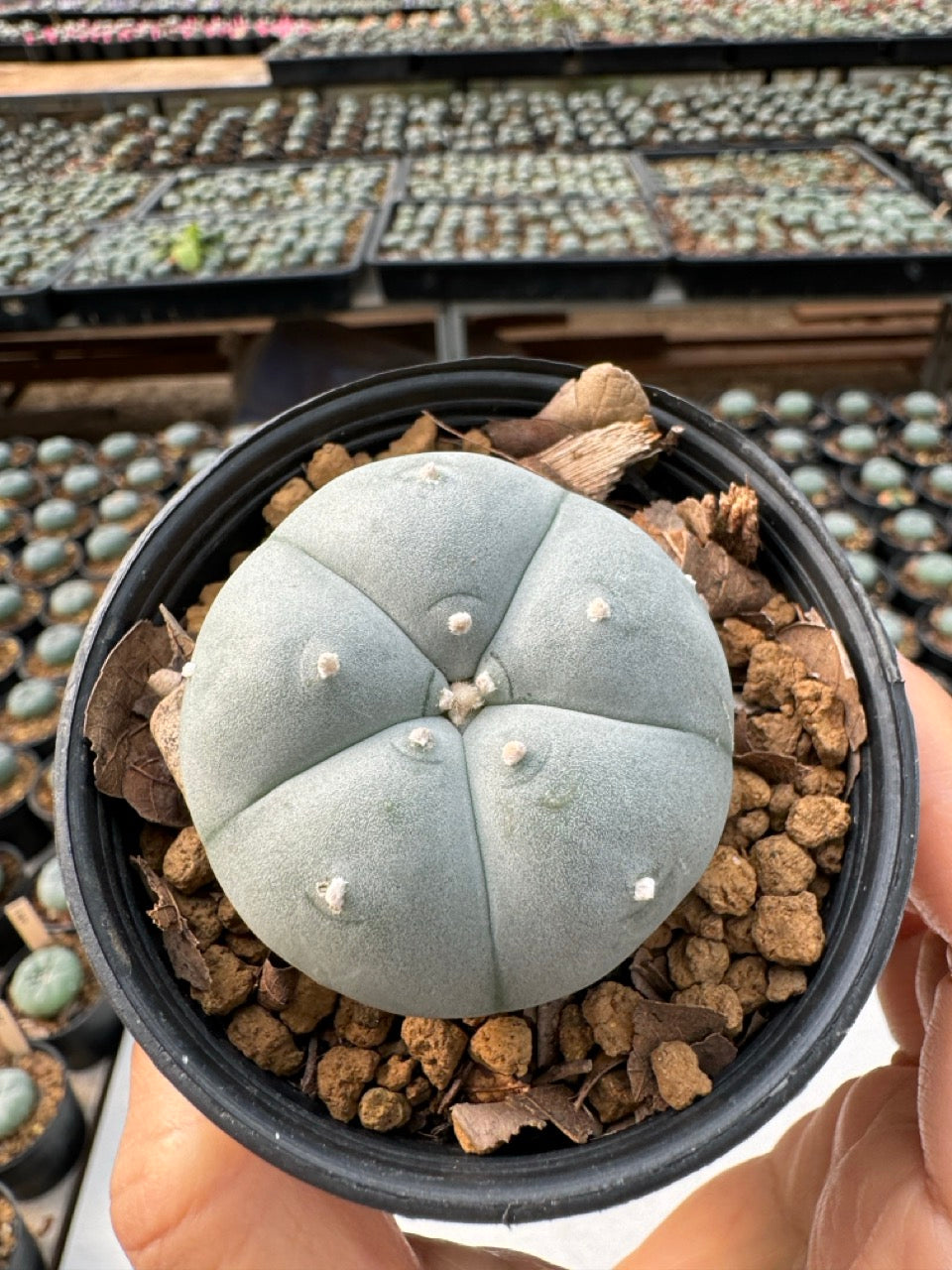 Lophophora williamsii – Peyote Cactus (6–7 cm, Own Root)