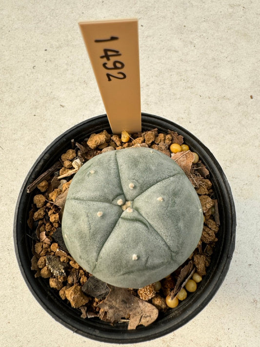 Lophophora williamsii – Peyote Cactus (6–7 cm, Own Root)