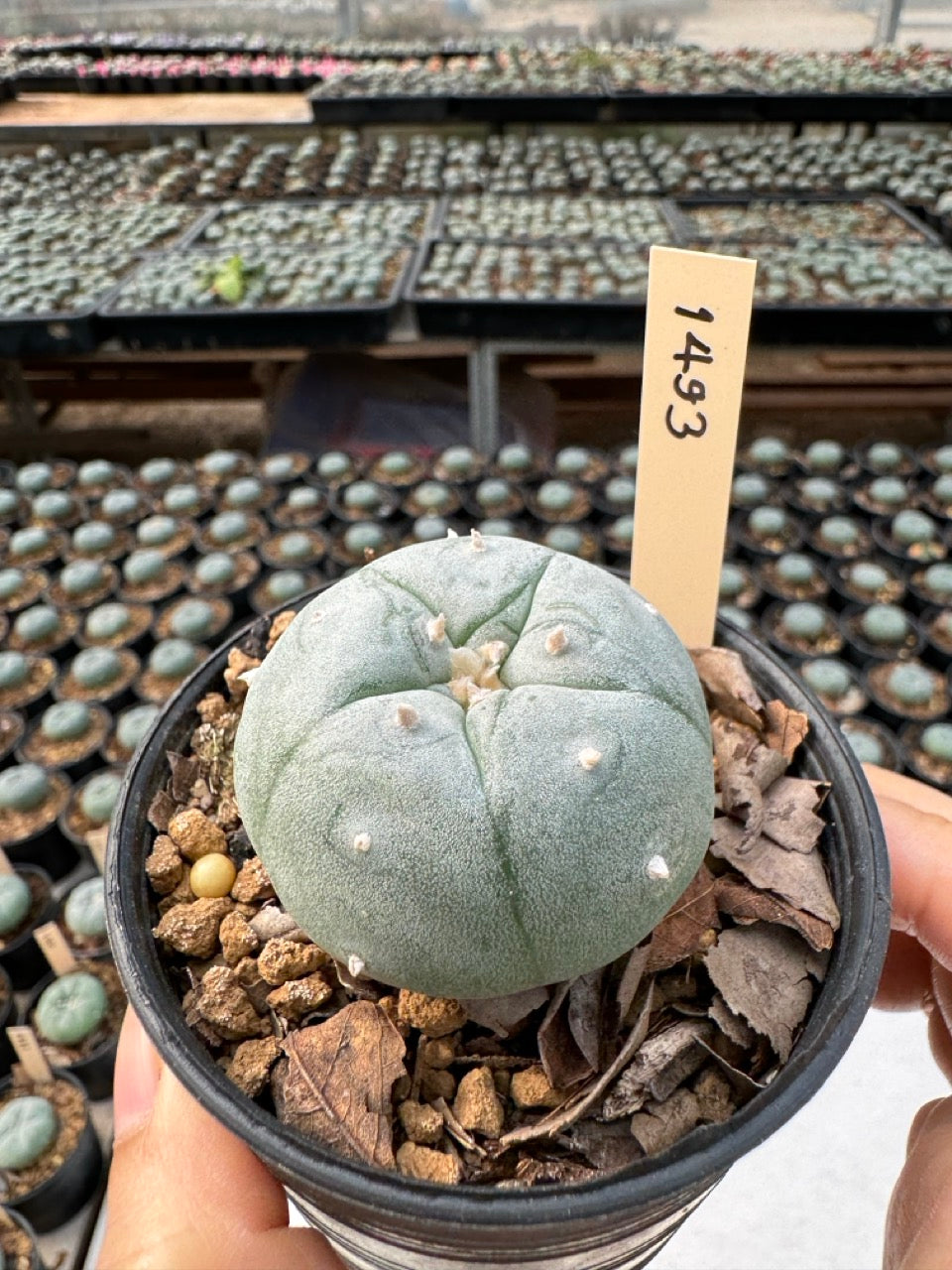 Lophophora williamsii – Peyote Cactus (6–7 cm, Own Root)