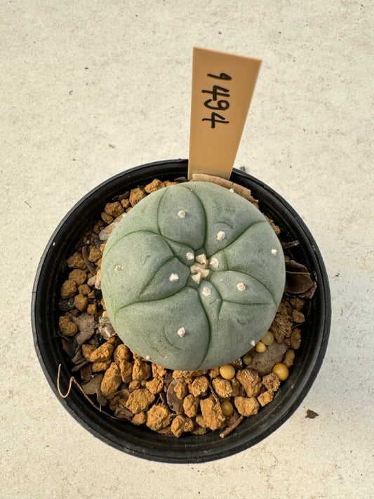 Lophophora williamsii – Peyote Cactus (6–7 cm, Own Root)