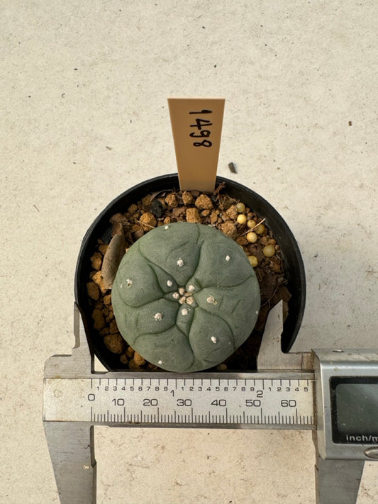 Lophophora williamsii – Peyote Cactus (6–7 cm, Own Root)