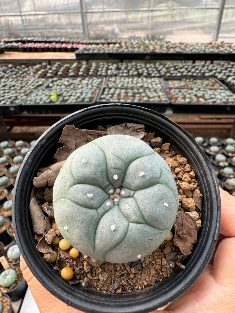 Lophophora williamsii – Peyote Cactus (6–7 cm, Own Root)