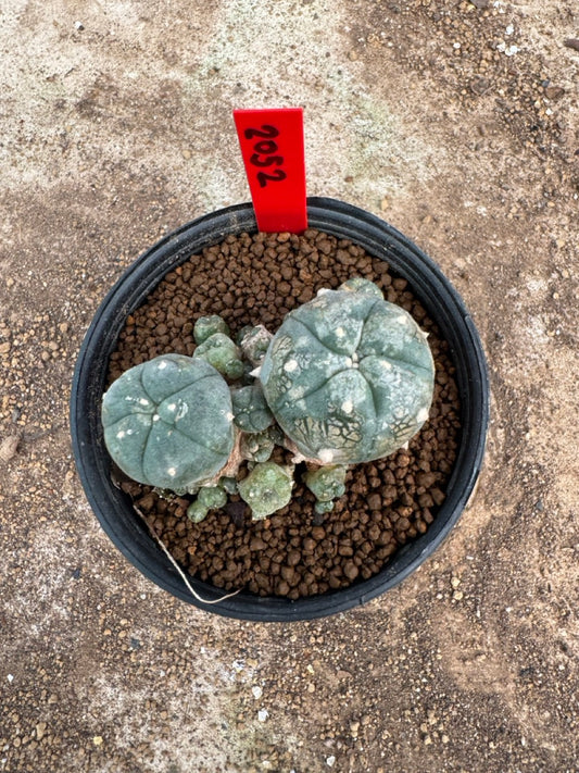 Lophophora williamsii – Peyote Cactus (4-6 cm, Own Root)
