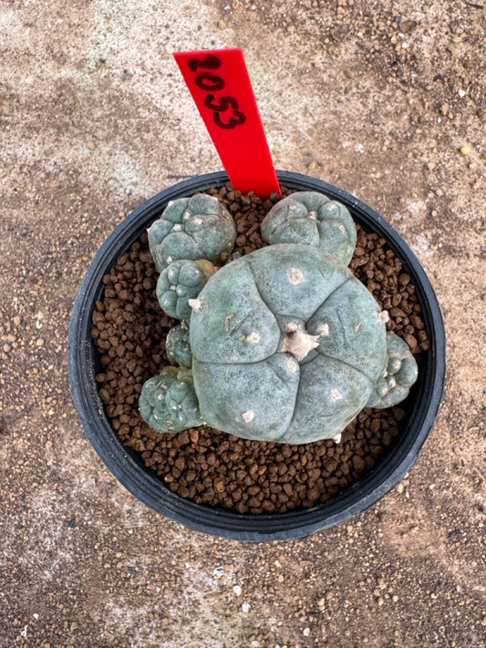 Lophophora williamsii – Peyote Cactus (3.5-5 cm, Own Root)
