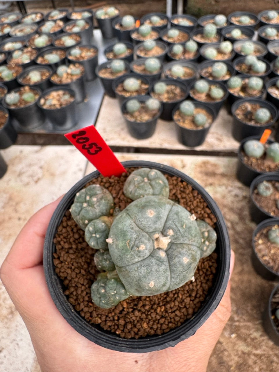 Lophophora williamsii – Peyote Cactus (3.5-5 cm, Own Root)