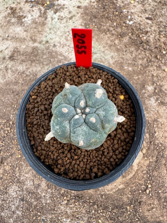 Lophophora williamsii – Peyote Cactus (3.5-5 cm, Own Root)