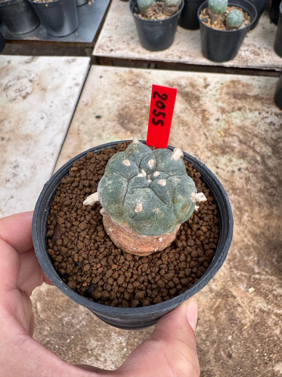 Lophophora williamsii – Peyote Cactus (3.5-5 cm, Own Root)