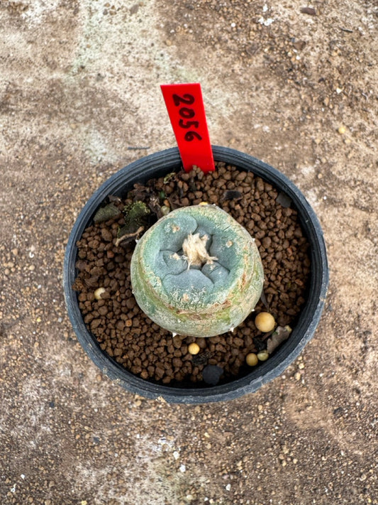 Lophophora williamsii – Peyote Cactus (3.5-5 cm, Own Root)