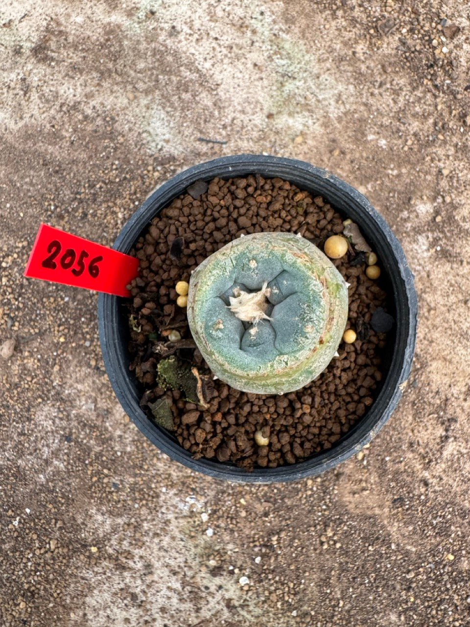 Lophophora williamsii – Peyote Cactus (3.5-5 cm, Own Root)