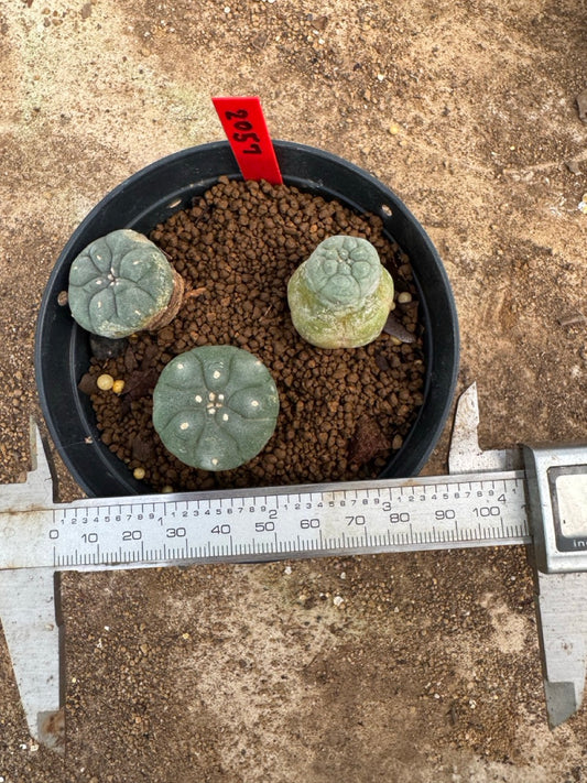 Lophophora williamsii – Peyote Cactus (3.5-5 cm, Own Root)