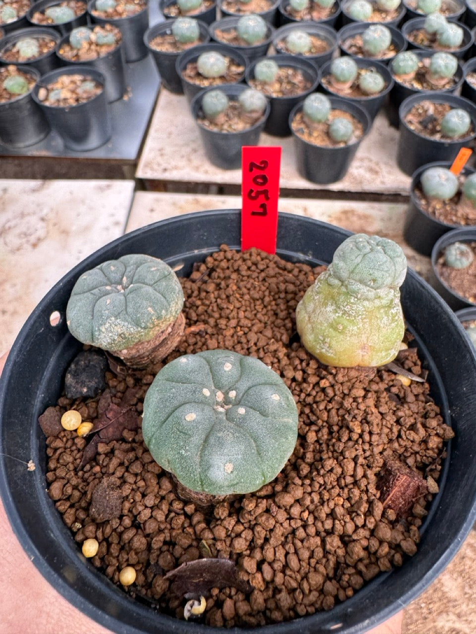 Lophophora williamsii – Peyote Cactus (3.5-5 cm, Own Root)