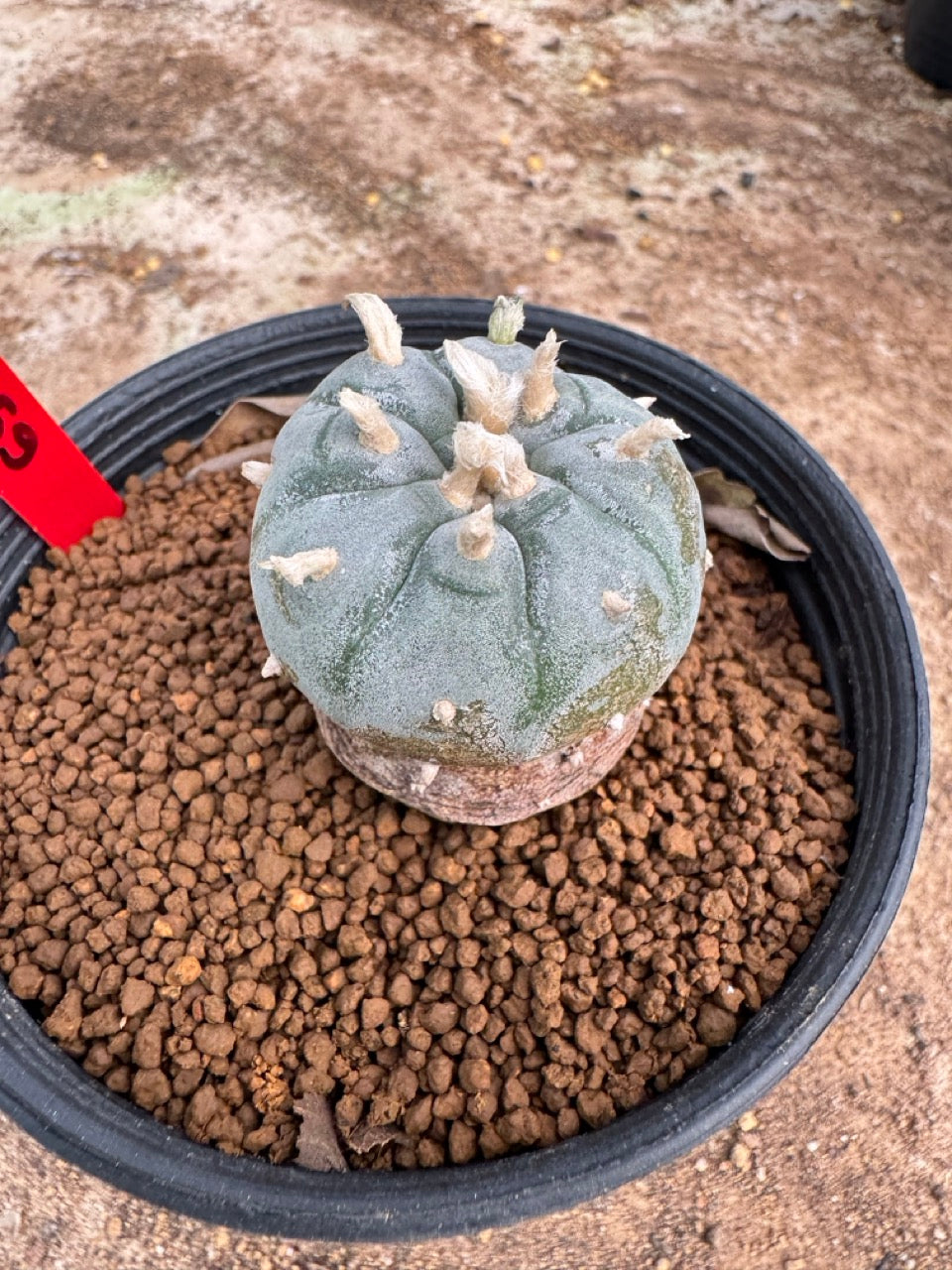 Lophophora williamsii – Peyote Cactus (4-5 cm, Own Root)