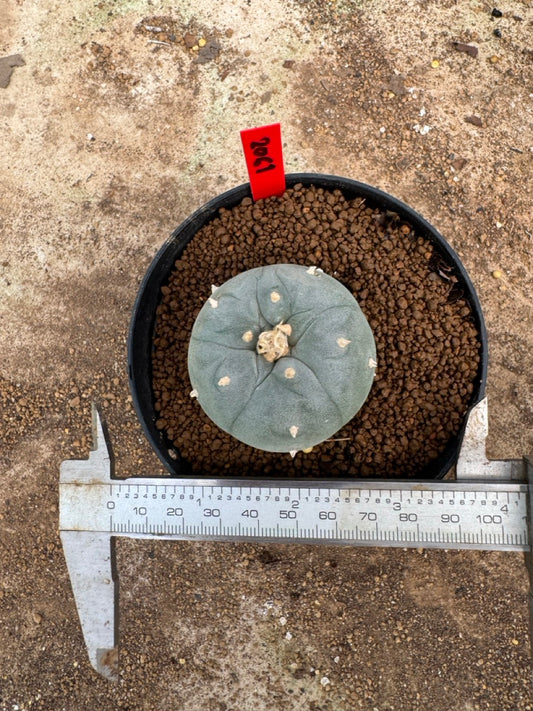 Lophophora williamsii – Peyote Cactus (4-5 cm, Own Root)