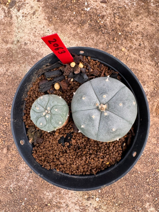 Lophophora williamsii – Peyote Cactus (4-5 cm, Own Root)