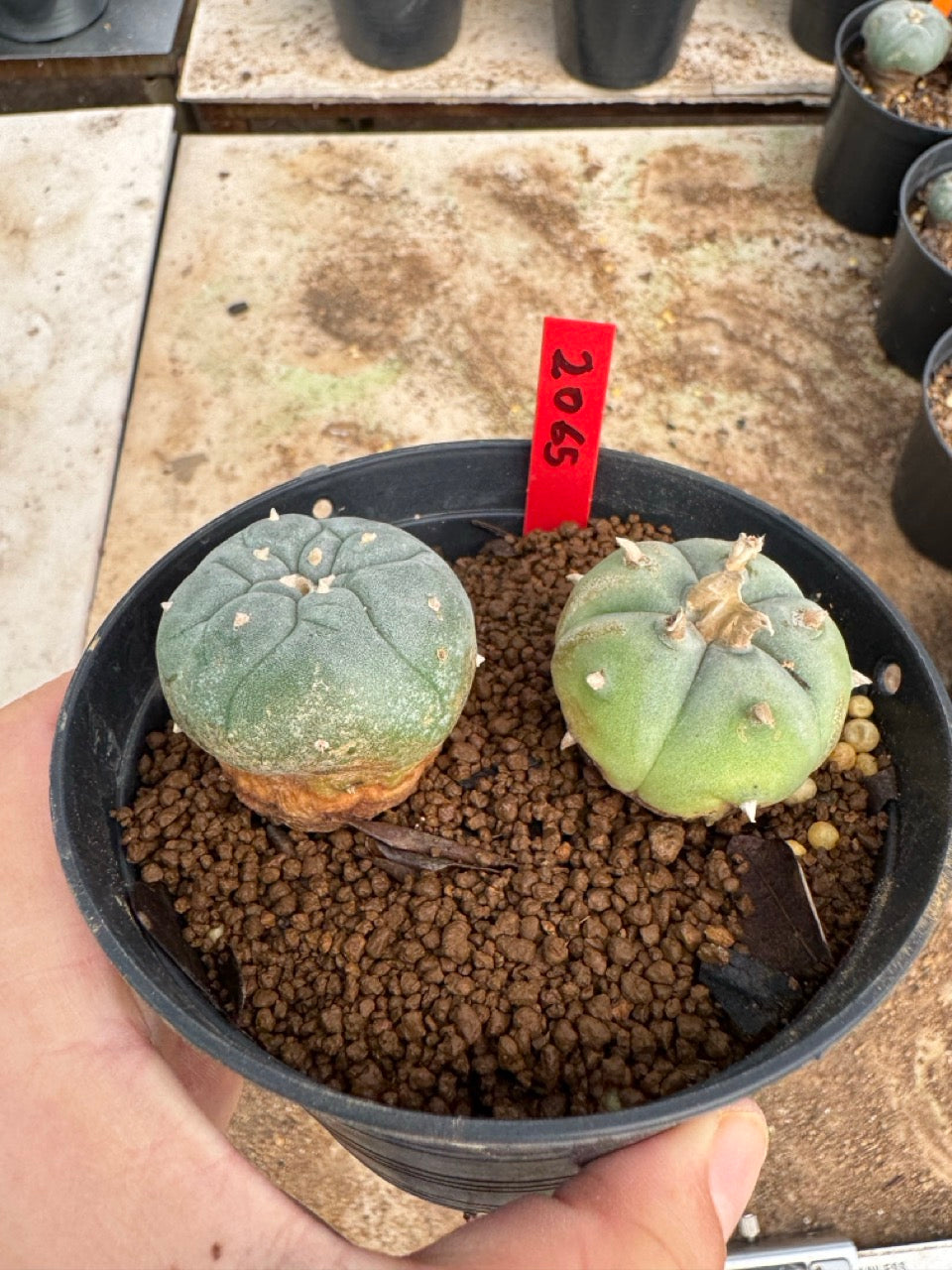 Lophophora williamsii – Peyote Cactus (4-5 cm, Own Root)