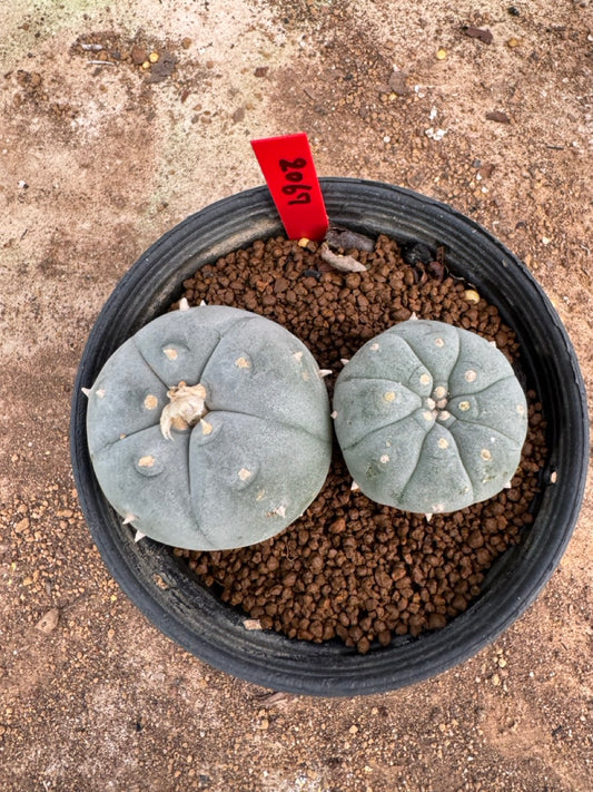Lophophora williamsii – Peyote Cactus (4-5 cm, Own Root)
