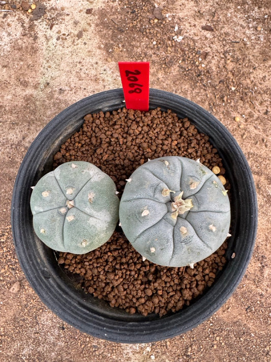 Lophophora williamsii – Peyote Cactus (4-5 cm, Own Root)