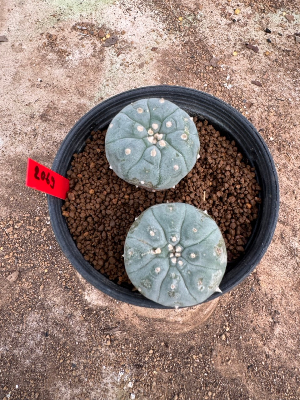 Lophophora williamsii – Peyote Cactus (4-5 cm, Own Root)