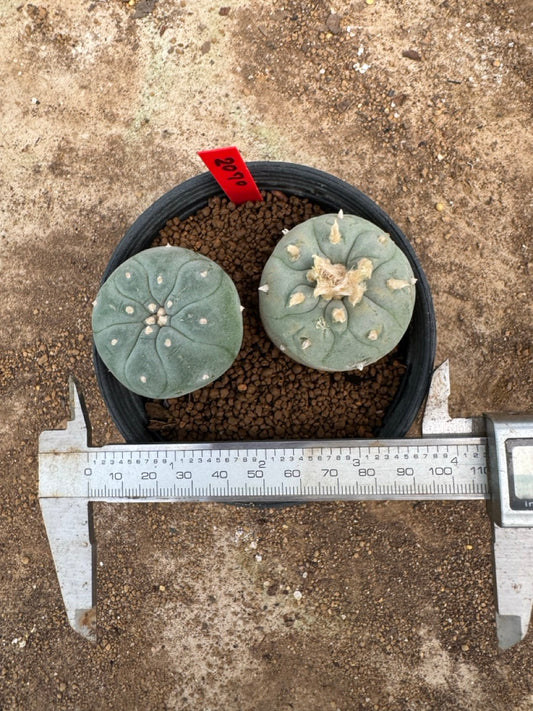 Lophophora williamsii – Peyote Cactus (4-5 cm, Own Root)
