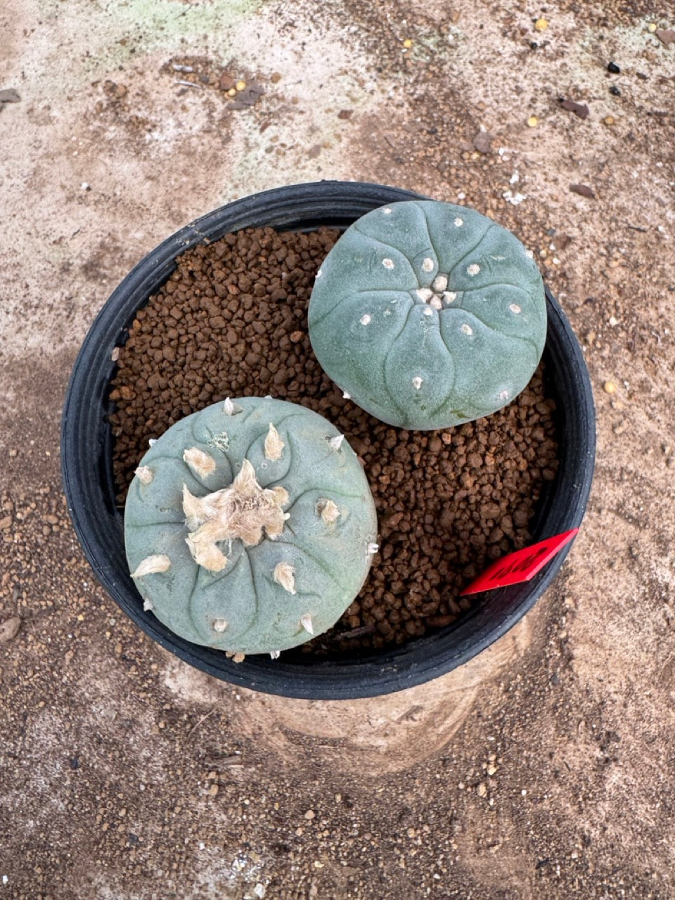 Lophophora williamsii – Peyote Cactus (4-5 cm, Own Root)