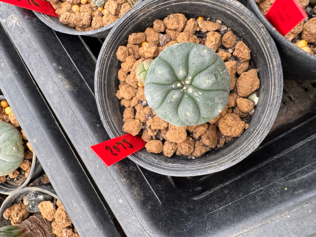 Lophophora williamsii – Peyote Cactus (3-4 cm, Own Root)