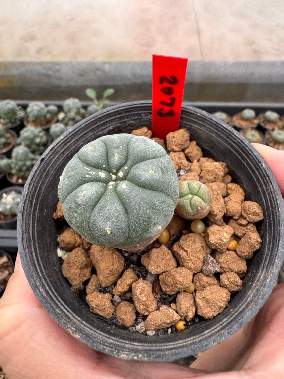Lophophora williamsii – Peyote Cactus (3-4 cm, Own Root)