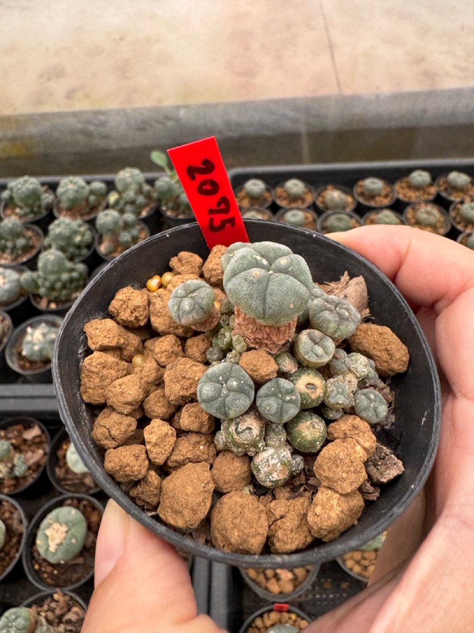 Lophophora williamsii – Peyote Cactus (3-4 cm, Own Root)