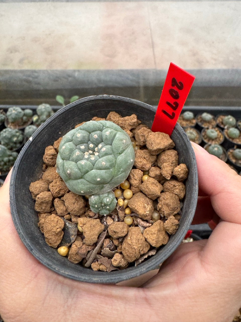 Lophophora williamsii – Peyote Cactus (3-4 cm, Own Root)