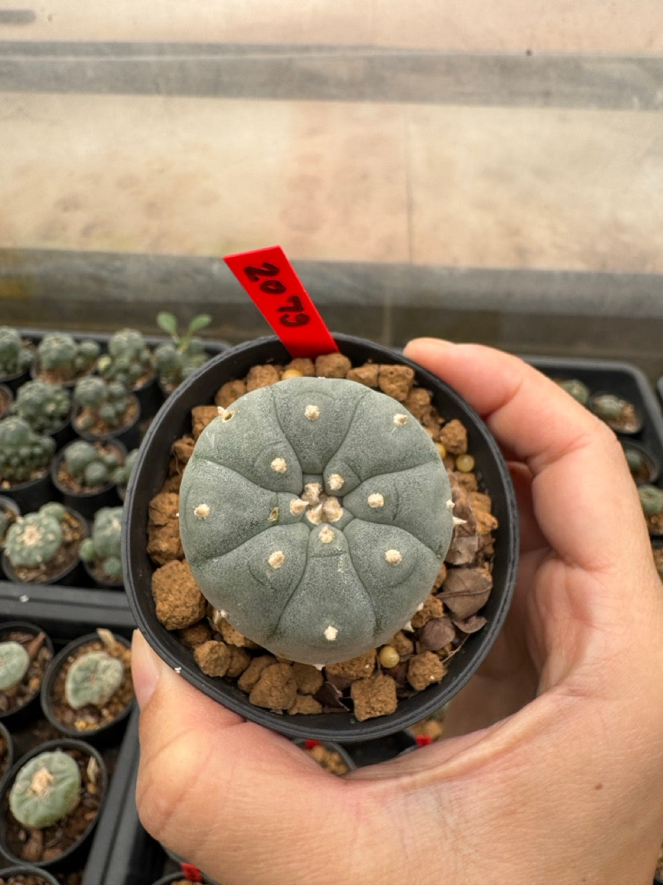Lophophora williamsii – Peyote Cactus (3-4 cm, Own Root)
