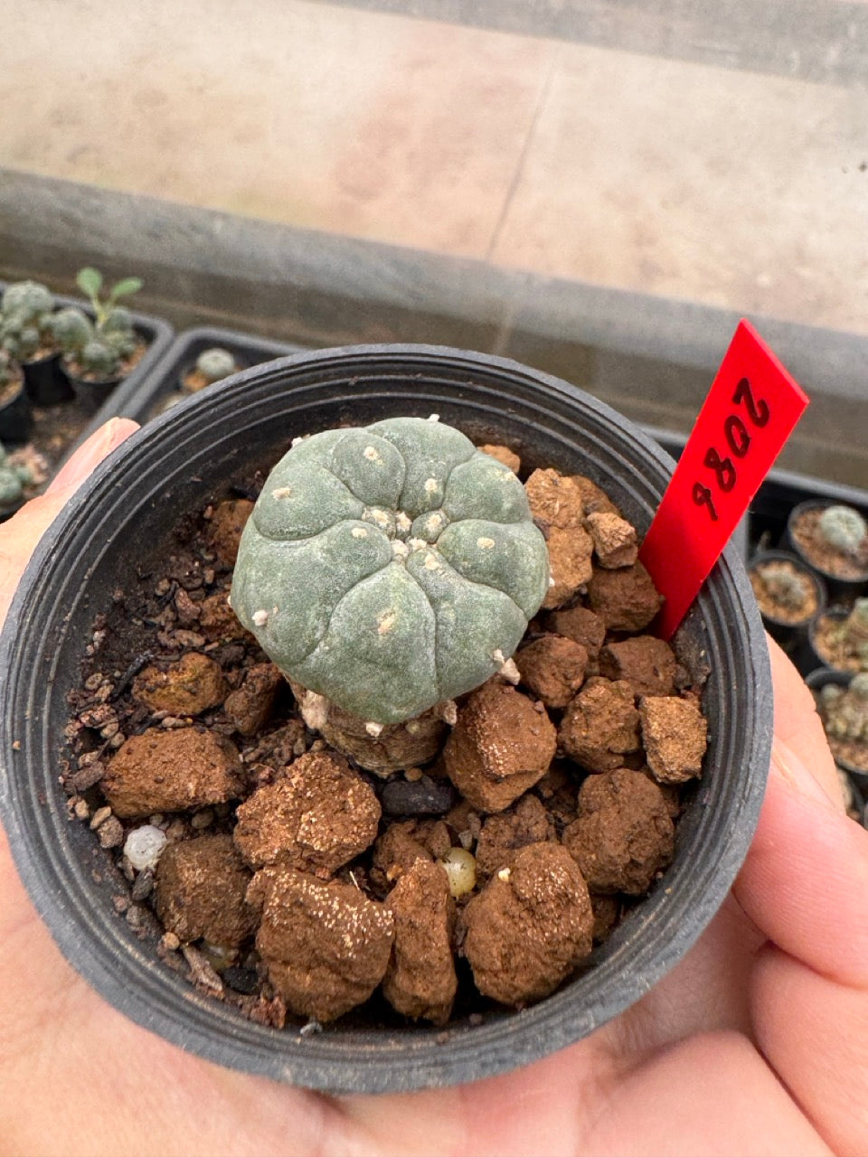 Lophophora williamsii – Peyote Cactus (3-4 cm, Own Root)