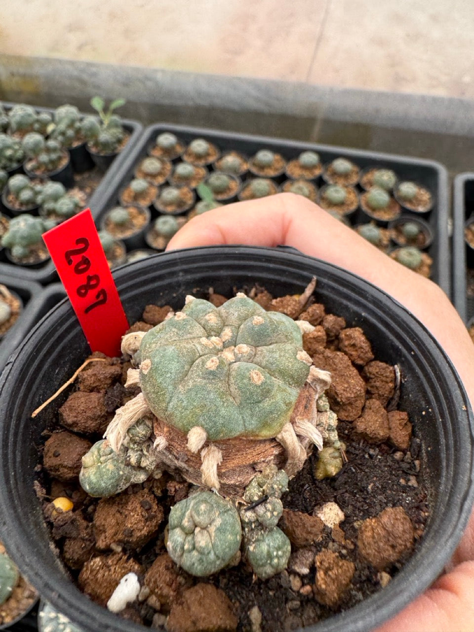 Lophophora williamsii – Peyote Cactus (3-4 cm, Own Root)