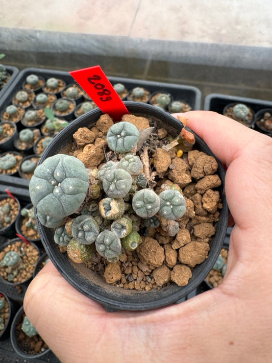 Lophophora williamsii – Peyote Cactus (4-6 cm, Own Root)