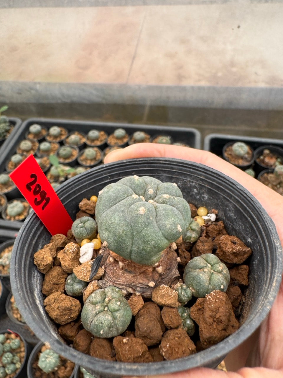 Lophophora williamsii – Peyote Cactus (4-6 cm, Own Root)