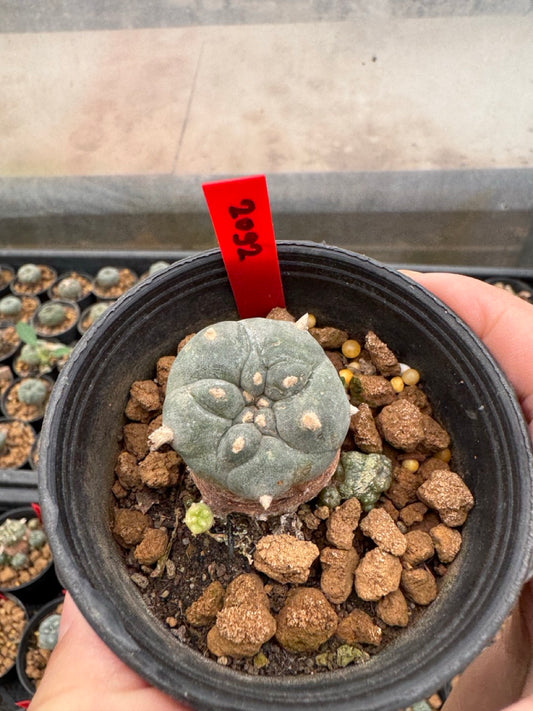 Lophophora williamsii – Peyote Cactus (3-4 cm, Own Root)