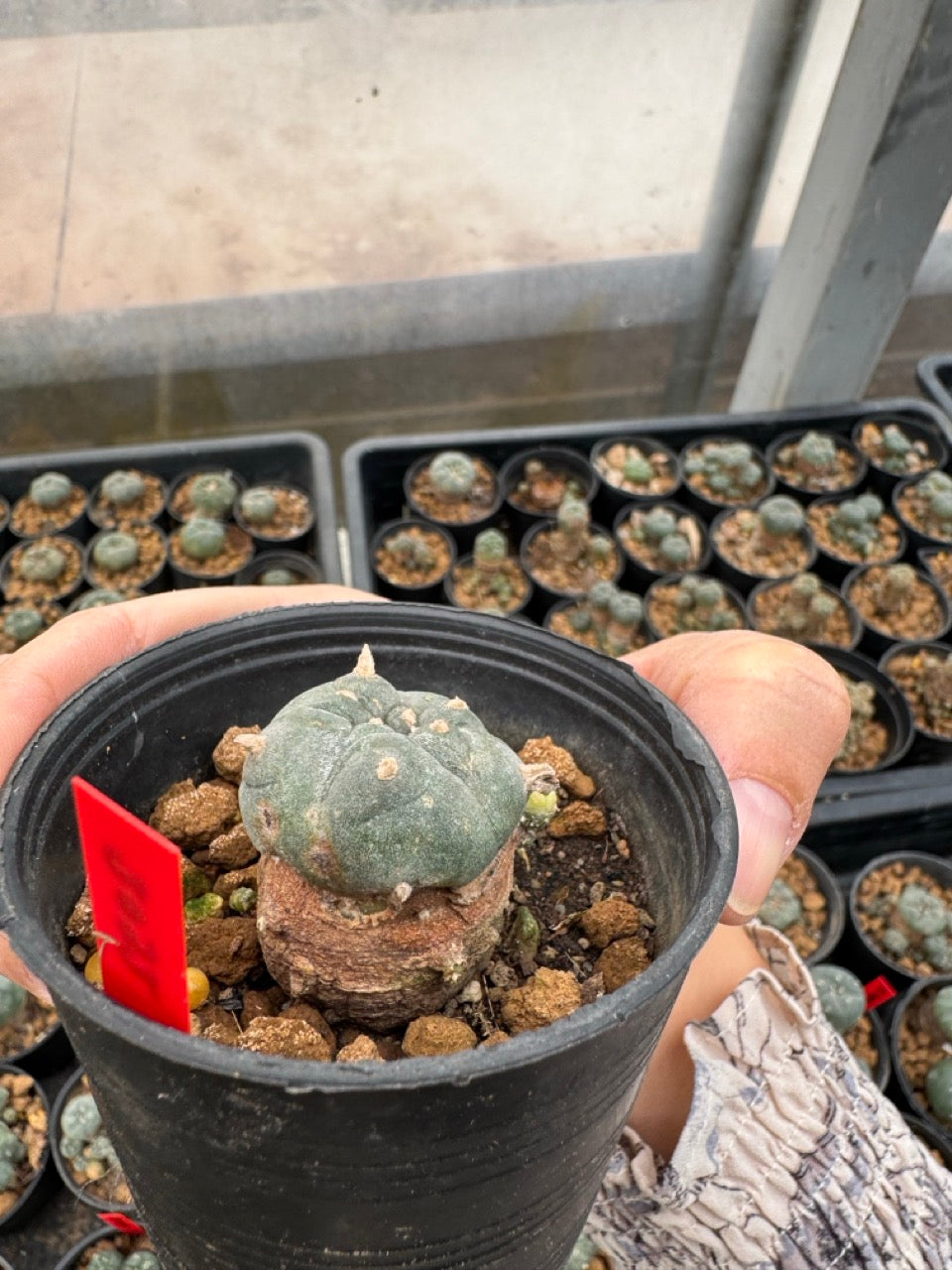 Lophophora williamsii – Peyote Cactus (3-4 cm, Own Root)