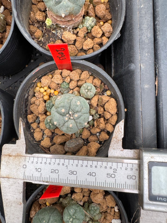 Lophophora williamsii – Peyote Cactus (3-4 cm, Own Root)