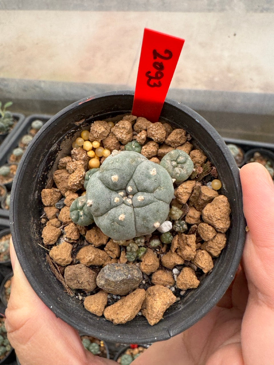 Lophophora williamsii – Peyote Cactus (3-4 cm, Own Root)
