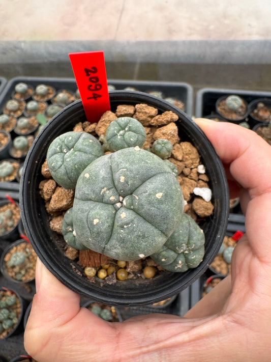 Lophophora williamsii – Peyote Cactus (3-4 cm, Own Root)
